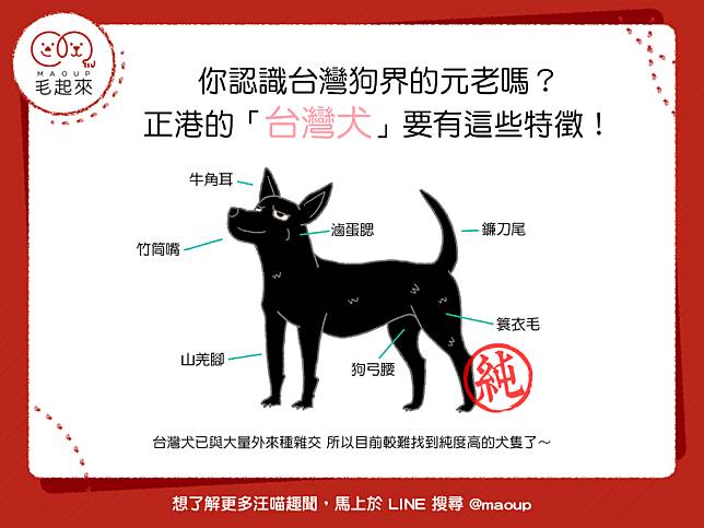 汪汪小學堂 你認識台灣狗界的元老嗎 正港的 台灣犬 要有這些特徵 毛起來 Line Today