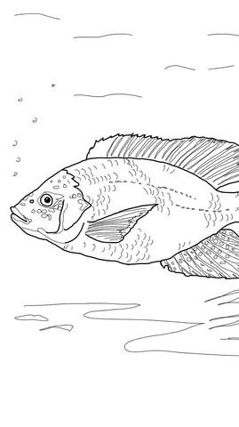 台東🐟加典魚池🐟