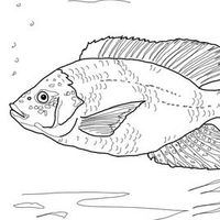 台東🐟加典魚池🐟