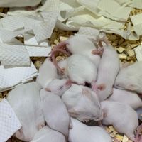 蛇蛇飼主們繁殖小白鼠 資源共享/便宜出售（大台中地區）