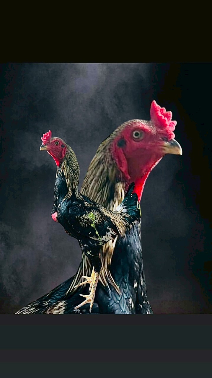 ไก่ชนสายตี