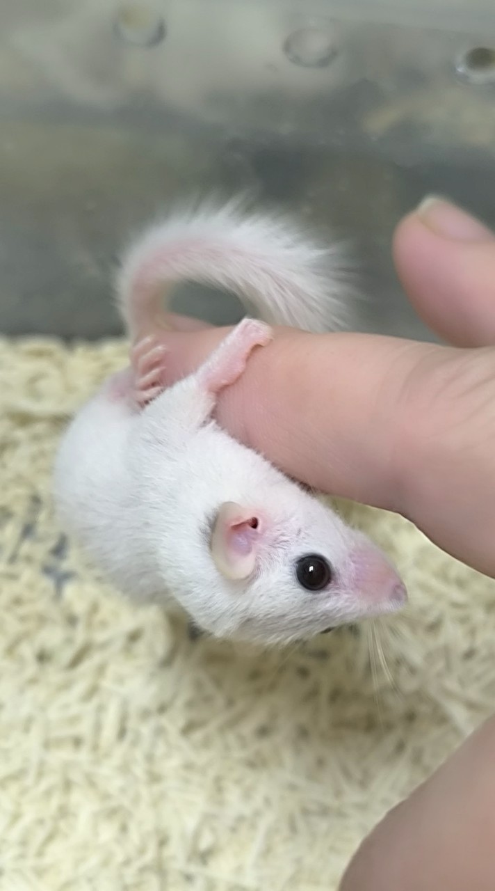 白睡鼠 白尾睡鼠 一般睡鼠 交流 有價認養 認養（歡迎加入）