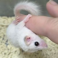 白睡鼠 白尾睡鼠 一般睡鼠 交流 有價認養 認養（歡迎加入）