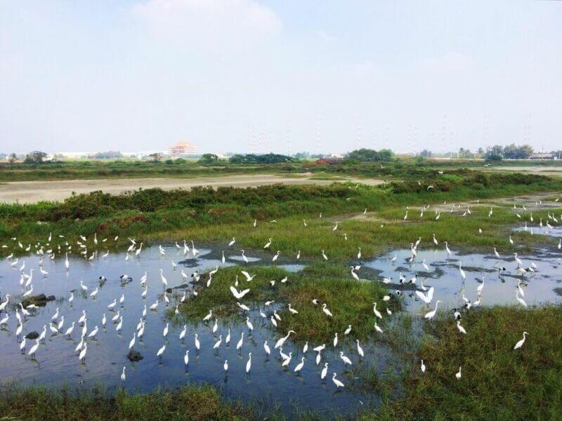 台南濕地懶人包｜四草濕地
