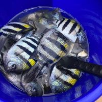 阿嘉鮮魚