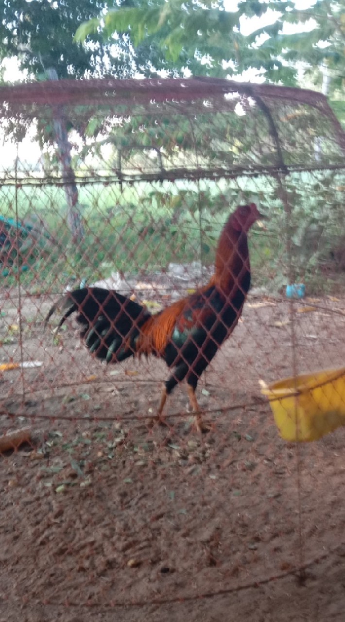 เรื่องไก่ไก่ อุทัยธานี