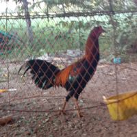 เรื่องไก่ไก่ อุทัยธานี
