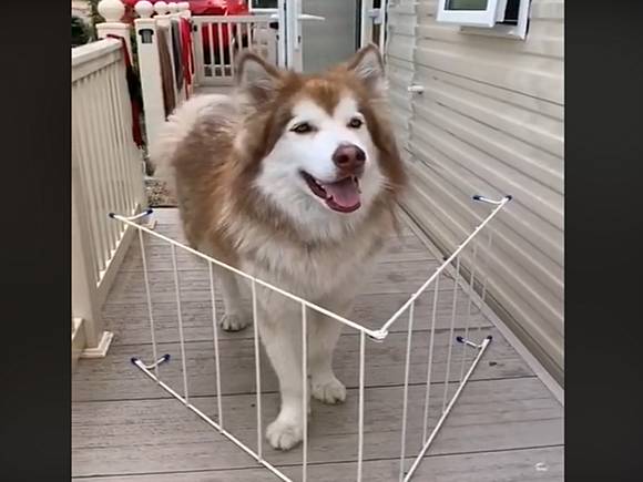 雪橇犬學小狗穿柵欄被困一臉呆萌 不是頭過身就過