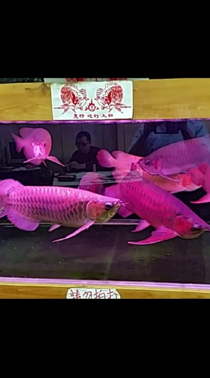 混水摸龍之龍魚群