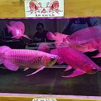 混水摸龍之龍魚群