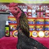 แบ่งปันไก่ชน/ขายยาไก่เลือดครุฑ ซุ้มช.วันชัย
