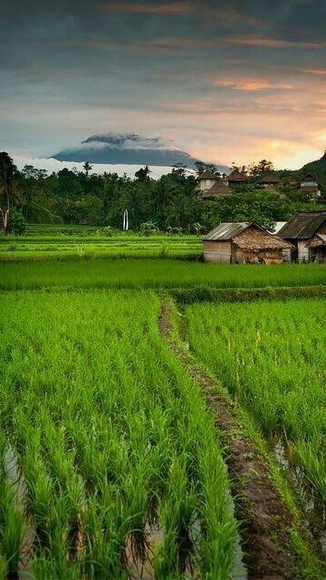 เกษตรกร-ปศุสัตว์ กำแพงเพชร