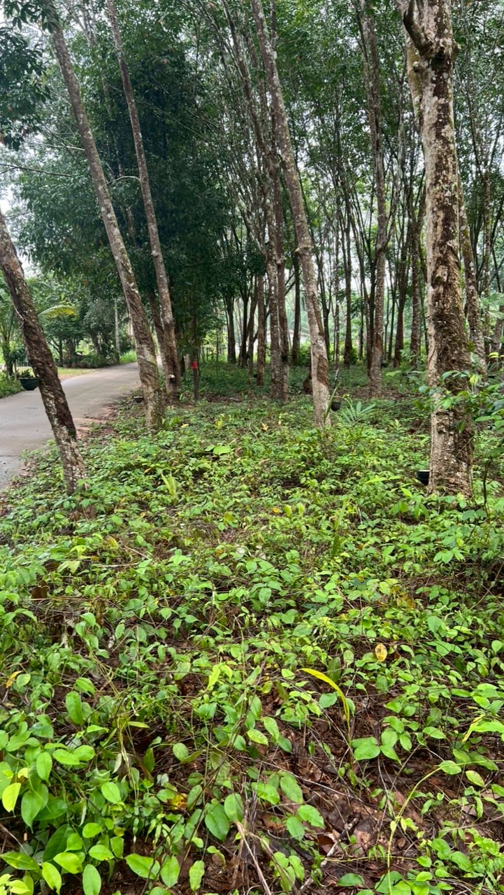 โครงการบริหารจัดการไม้ยาง กยท.สาขาเมืองชุมพร 2569