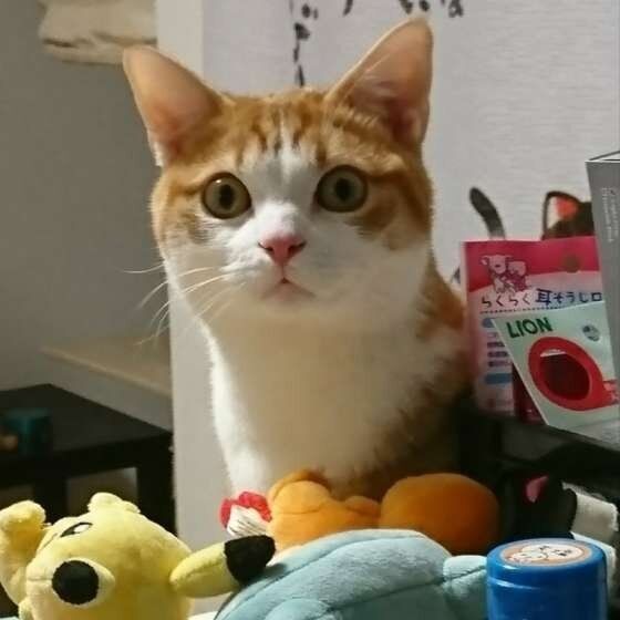 Twitterで話題の にゃんこルーレット に癒される人続出