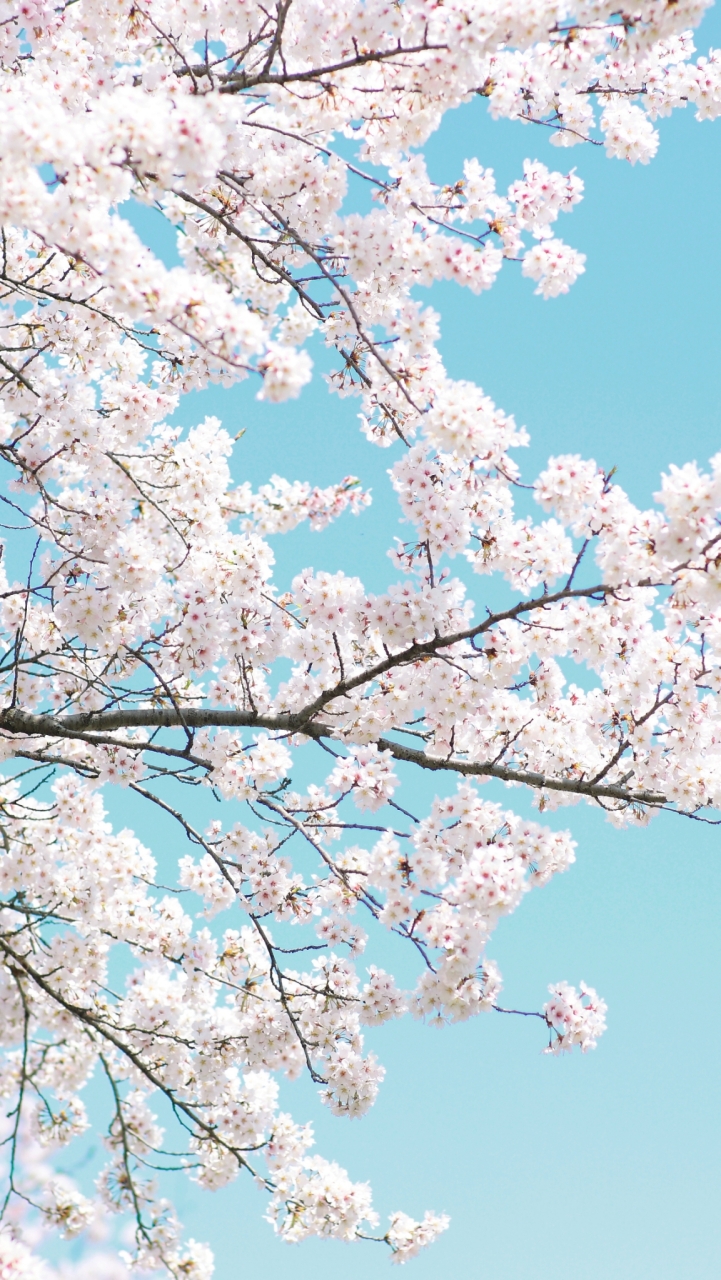 3月23日(土) みさとの桜祭り 応援団