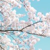 3月23日(土) みさとの桜祭り 応援団