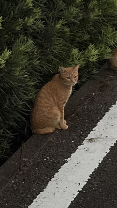 マイクラしよう！(スイッチ限定)