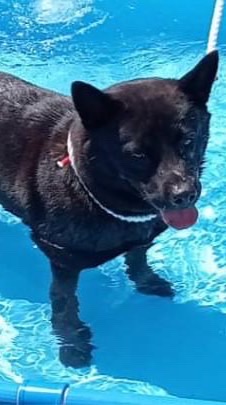 甲斐犬黒丸捜索TEAM