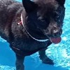 甲斐犬黒丸捜索TEAM