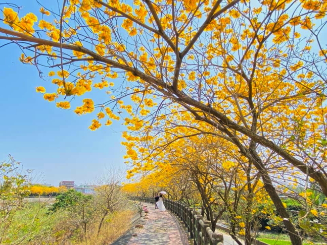 溫磘宮黃花風鈴木,雲林斗南將軍崙溫磘宮,雲林斗南黃花風鈴木秘境,雲林黃花風鈴木