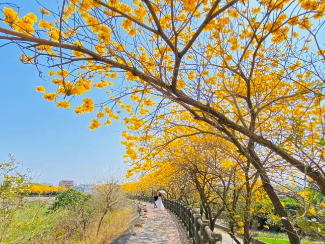 溫磘宮黃花風鈴木,雲林斗南將軍崙溫磘宮,雲林斗南黃花風鈴木秘境,雲林黃花風鈴木