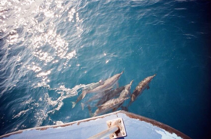 花蓮賞鯨 花蓮賞鯨攻略｜徜徉太平洋，一生必訪生態體驗｜最佳賞鯨季節、常見鯨豚 7 2023