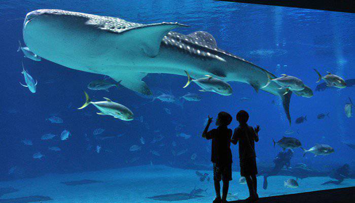 什麼 夏天你還沒去海邊 那就去水族館吧 帶你看世界10大最美水族館 妞新聞 Line Today