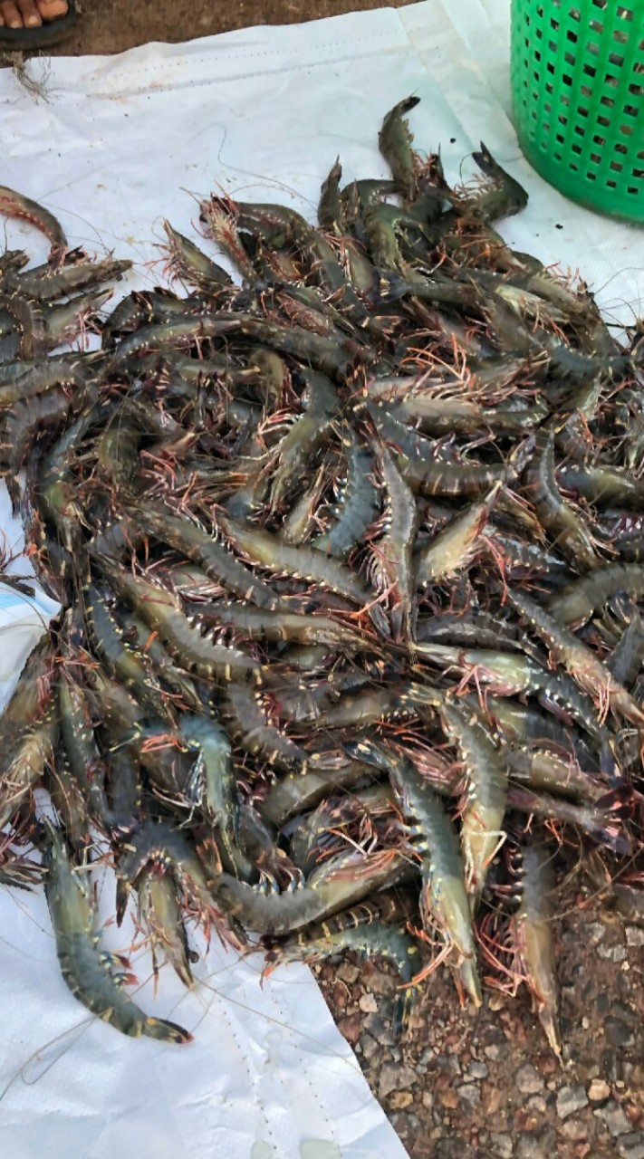 ซื้อขายกุ้งดิบ+ต้ม+อาหารสด