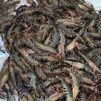 ซื้อขายกุ้งดิบ+ต้ม+อาหารสด