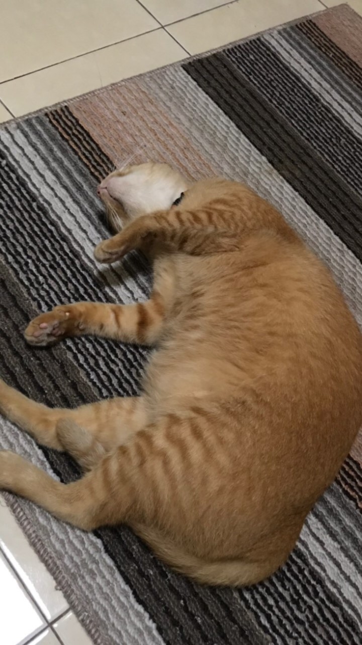 อวดแมว