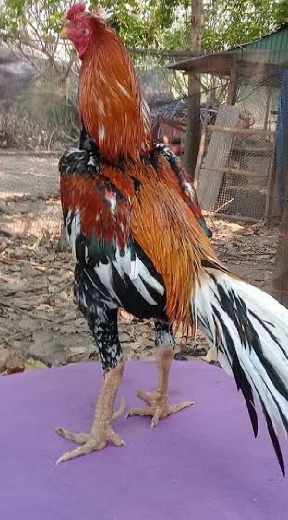 กลุ่มเซียนไก่