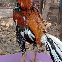 กลุ่มเซียนไก่