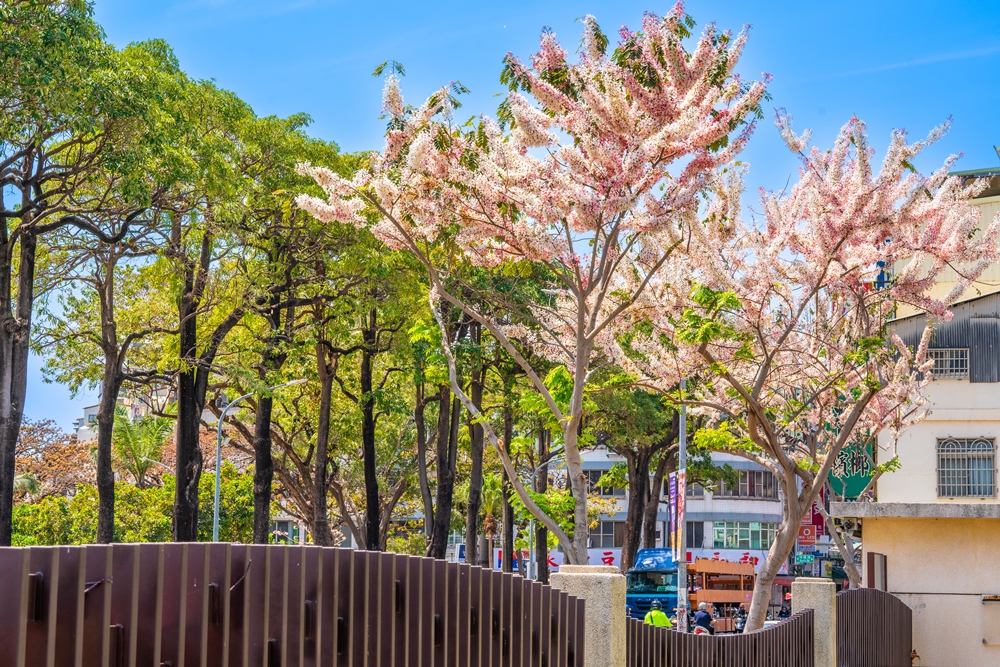 春季花旗木、楝樹及黃花風鈴木，與夏季阿勃勒、鳳凰木、大花紫薇等開花行道樹，讓城市隨四季有了豐富的樣貌。(上：攝影/黃敬文；中：圖片提供/高市府工務局公園處；下：攝影/李瑰嫻)