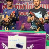 เรดาร์ทีม 🐓