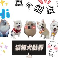 狐狸犬