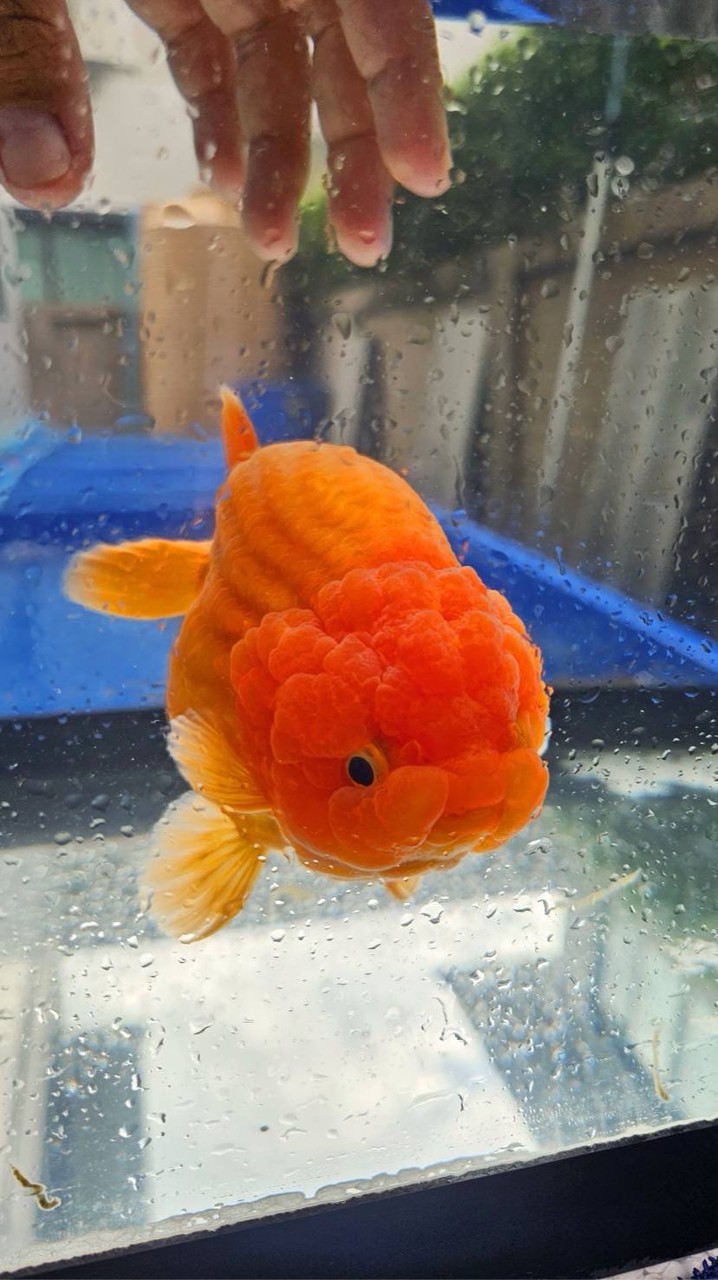 BB Goldfish บ้านปลาทอง ฟาร์มกรุงเทพ