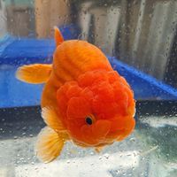 BB Goldfish บ้านปลาทอง ฟาร์มกรุงเทพ