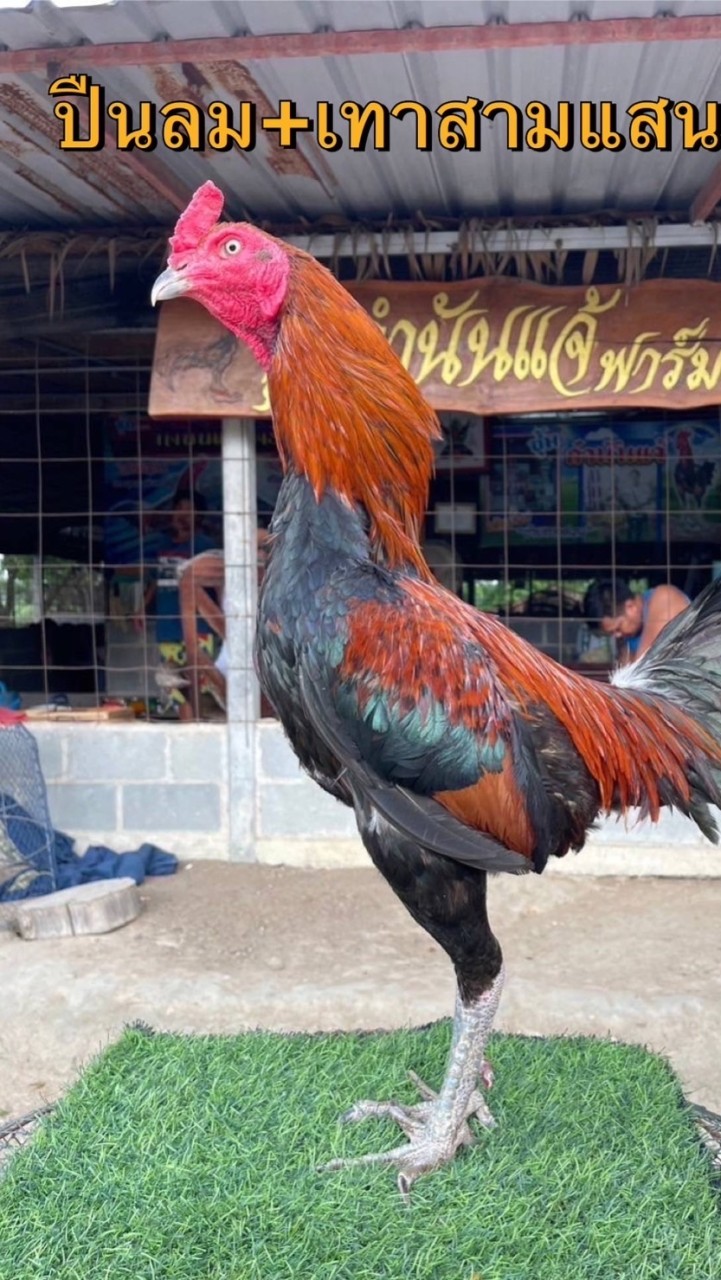 จองลูกไก่