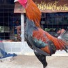 จองลูกไก่