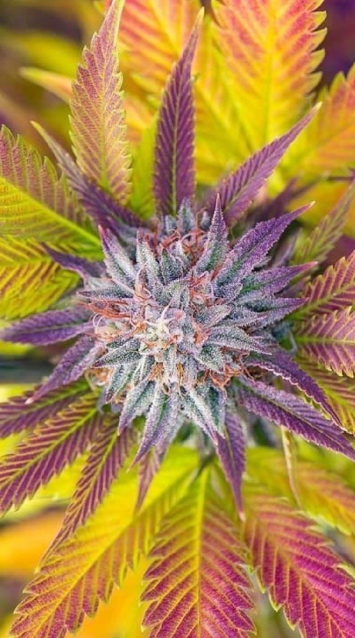 CNX Exotic Weed