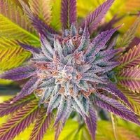 CNX Exotic Weed