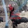 ป.ศิริทรัพย์ฟาร์ม(ไซง่อน100)