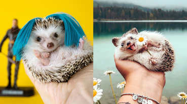 帶刺的小麻糬成為最新萌寵！5個席捲IG版面的刺蝟帳號，可愛模樣網友忍不住大喊：太療癒了！