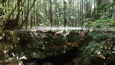 自殺聖地變觀光勝地——青木原樹海