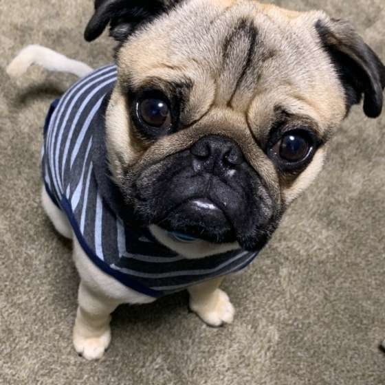 犬が飼い主さんの足元で寝る深 いワケ 画像集付きで解説