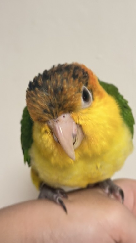 寵鸚 鸚鵡/用品交流🌟