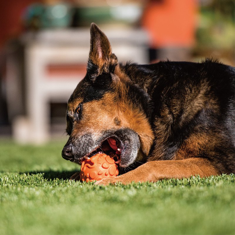 ★ 打開玩具可以放入零食來挑戰和誘惑你的狗狗 ★ 尺寸適合大多數球發射器 ★ 採用特殊的浮力和耐用NovaFlex™材料製成 ★ 不含有害的化學偶氮染料（AZO-free dye）