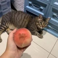 胡言亂語
