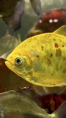 Serrasalmidae Water Tiger