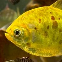 Serrasalmidae Water Tiger
